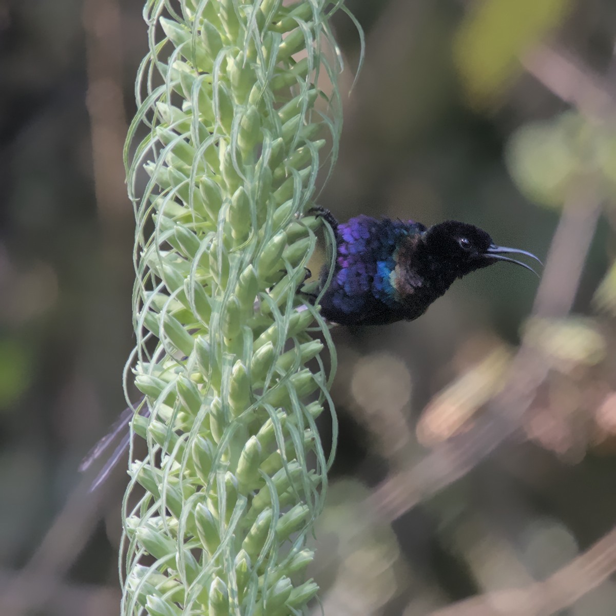 Purple-breasted Sunbird - Manuel Morales