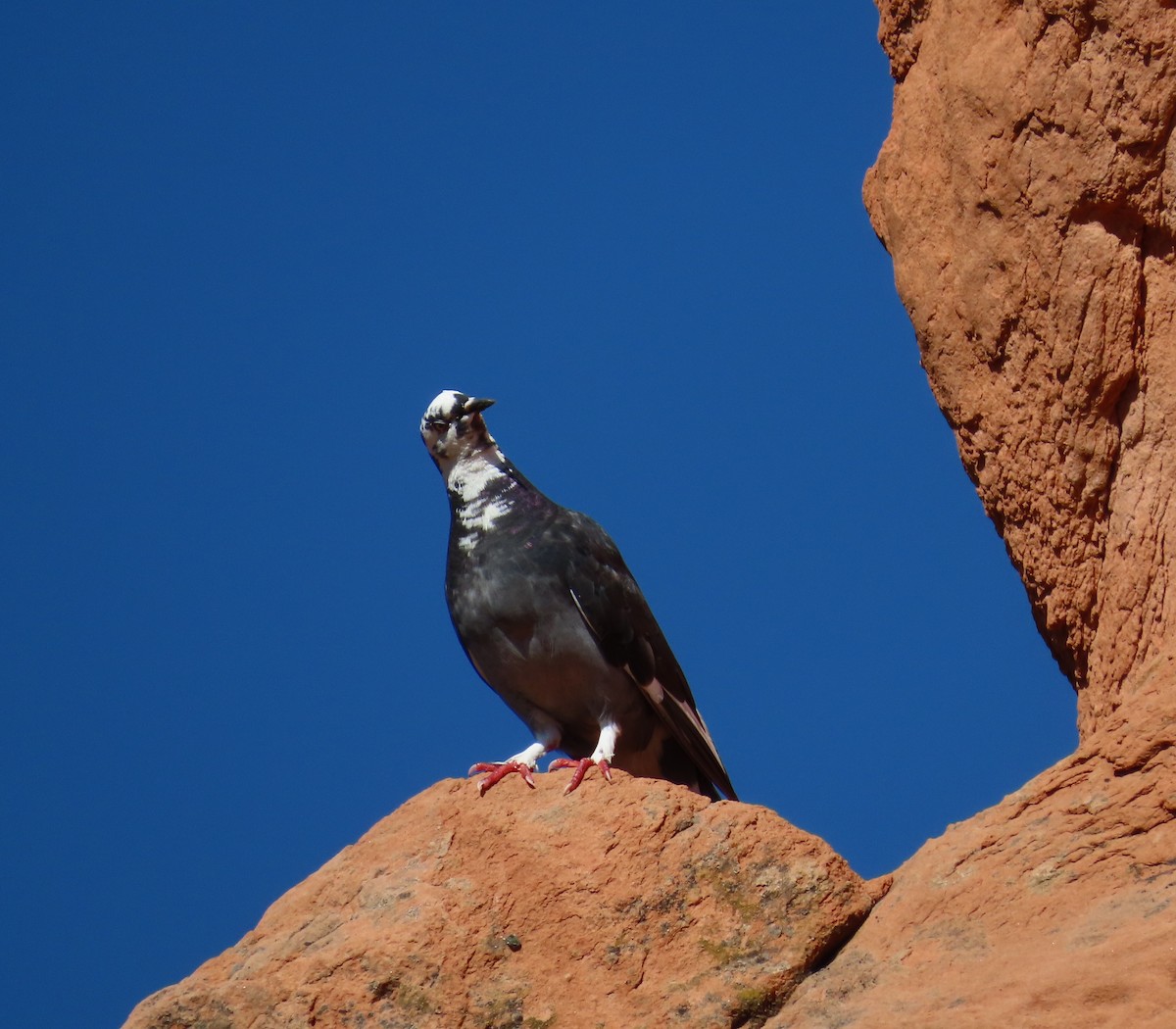 Rock Pigeon (Feral Pigeon) - ML601709771