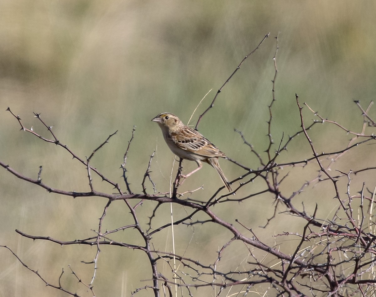 Grasshopper Sparrow - ML601712501