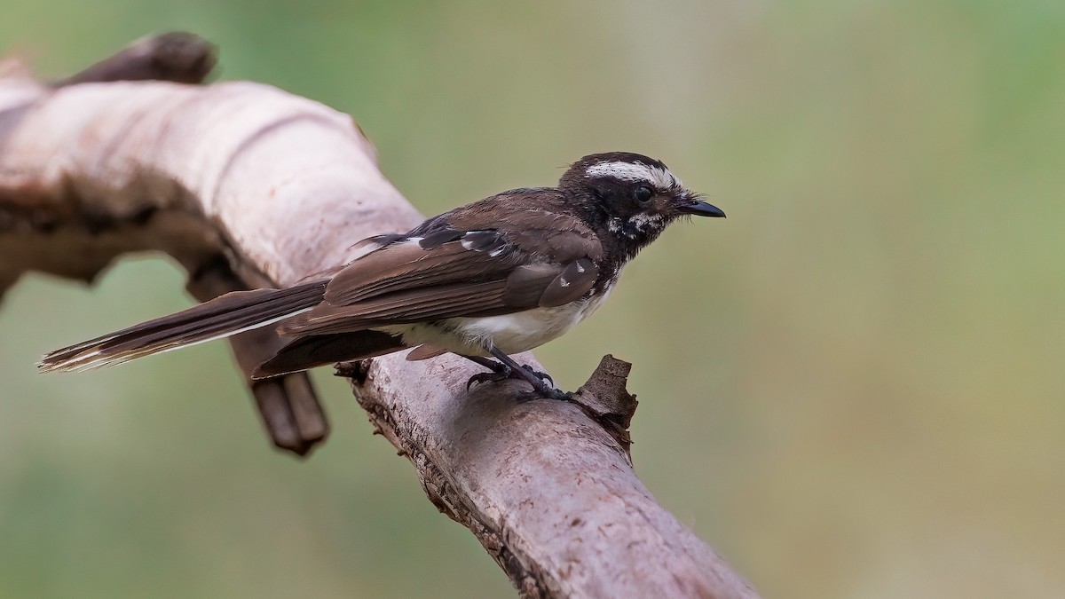 White-browed Fantail - ML601712861