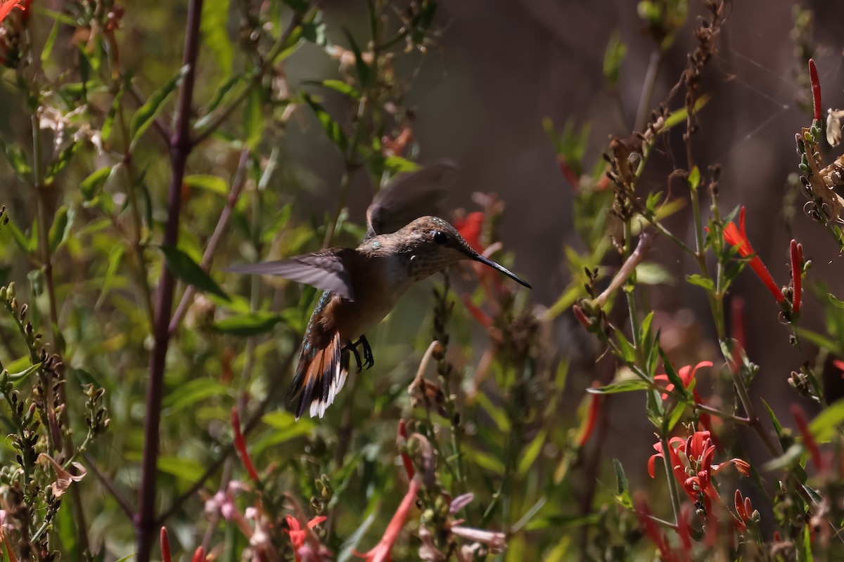 Rufous Hummingbird - ML601714151