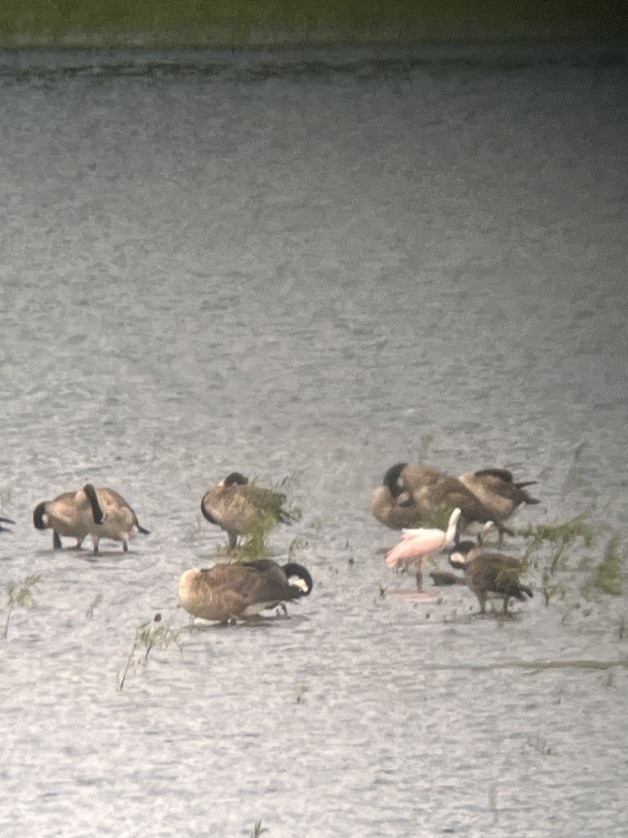 eBird Checklist 8 Aug 2023 Chautauqua NWREagle Bluff 33 species