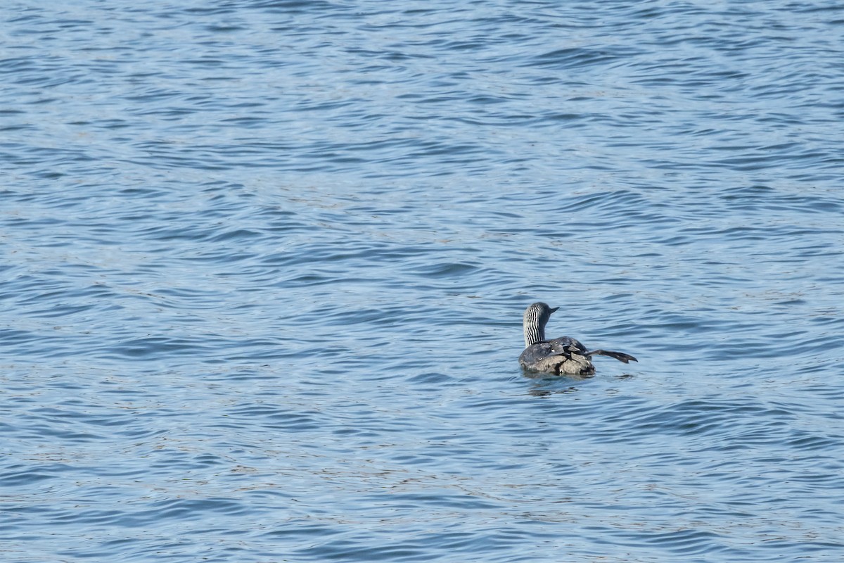 Red-throated Loon - ML601716651