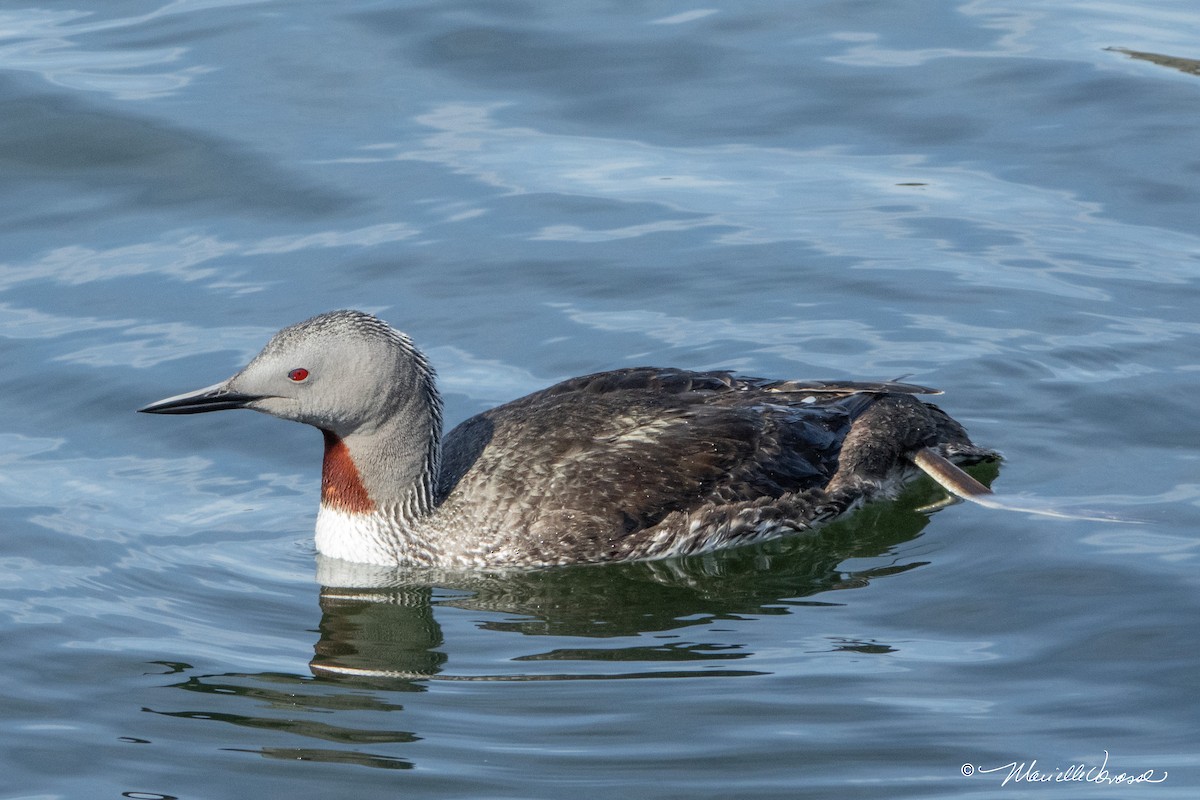 Red-throated Loon - ML601716661