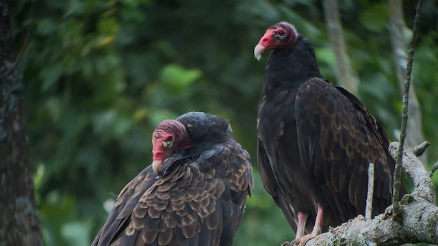 Turkey Vulture - ML601718001