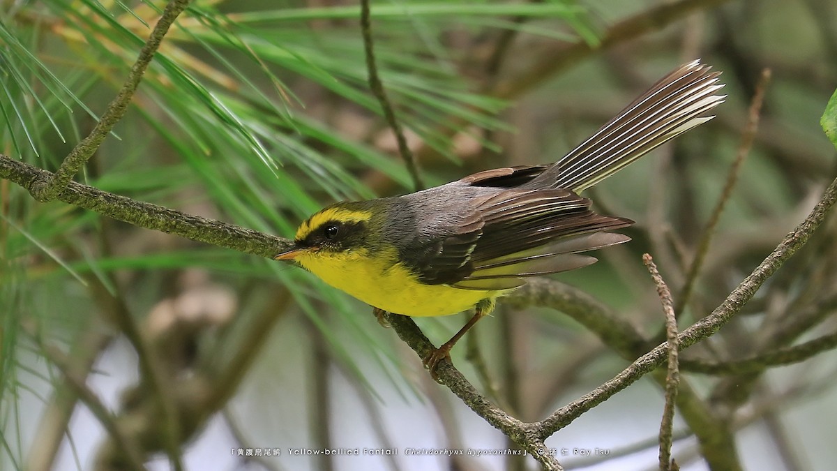 Yellow-bellied Fairy-Fantail - ML601720641