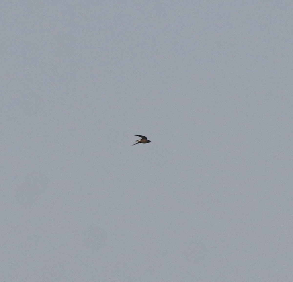 Brown-backed Needletail - ML601720951