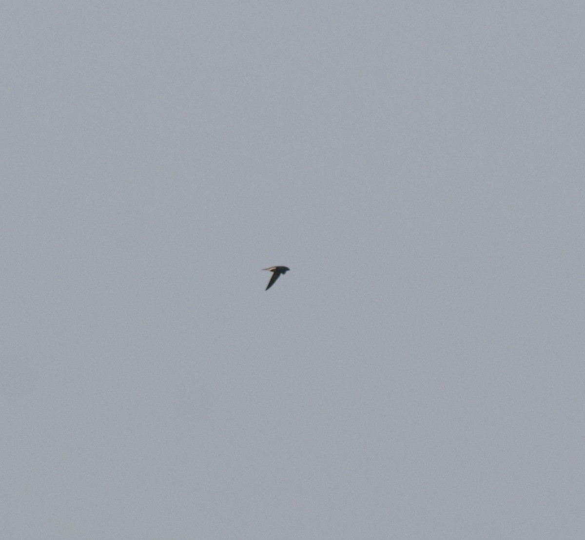 Brown-backed Needletail - ML601720981
