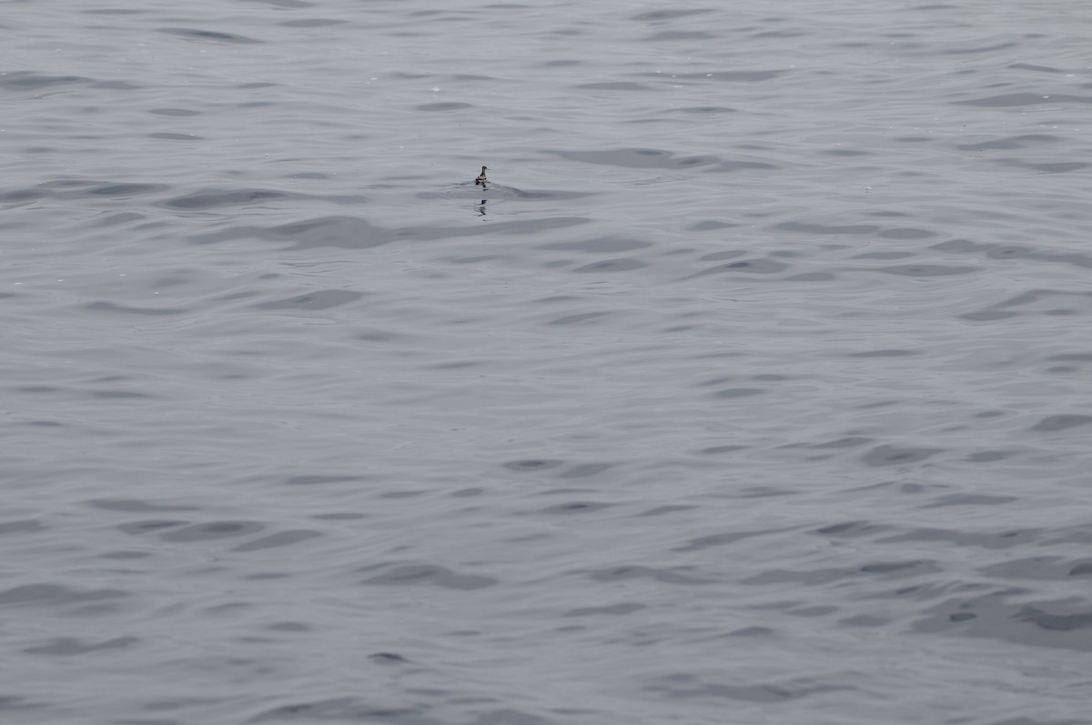 ebird-checklist-6-aug-2023-thirty-mile-bank-sd-co-11-species