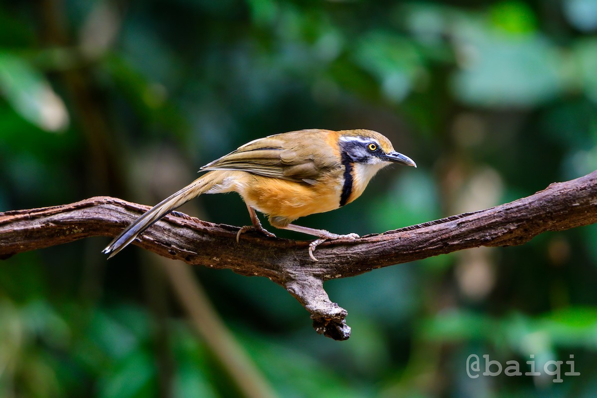 Lesser Necklaced Laughingthrush - ML601723481
