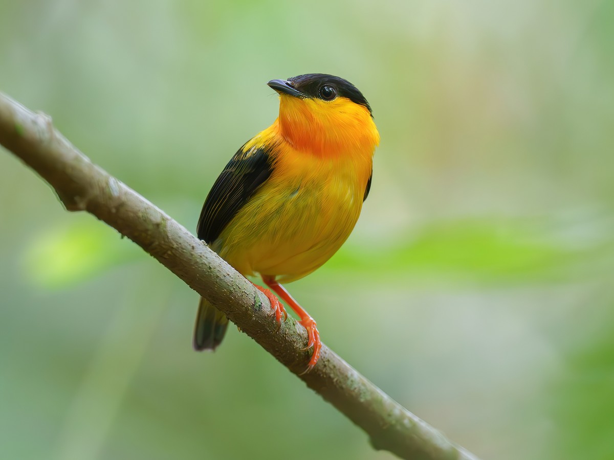 Orange-collared Manakin - Manacus aurantiacus - Birds of the World