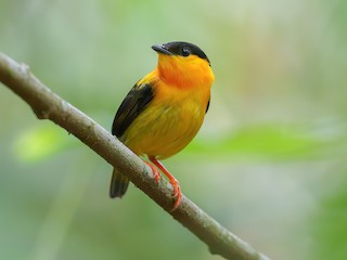  - Orange-collared Manakin