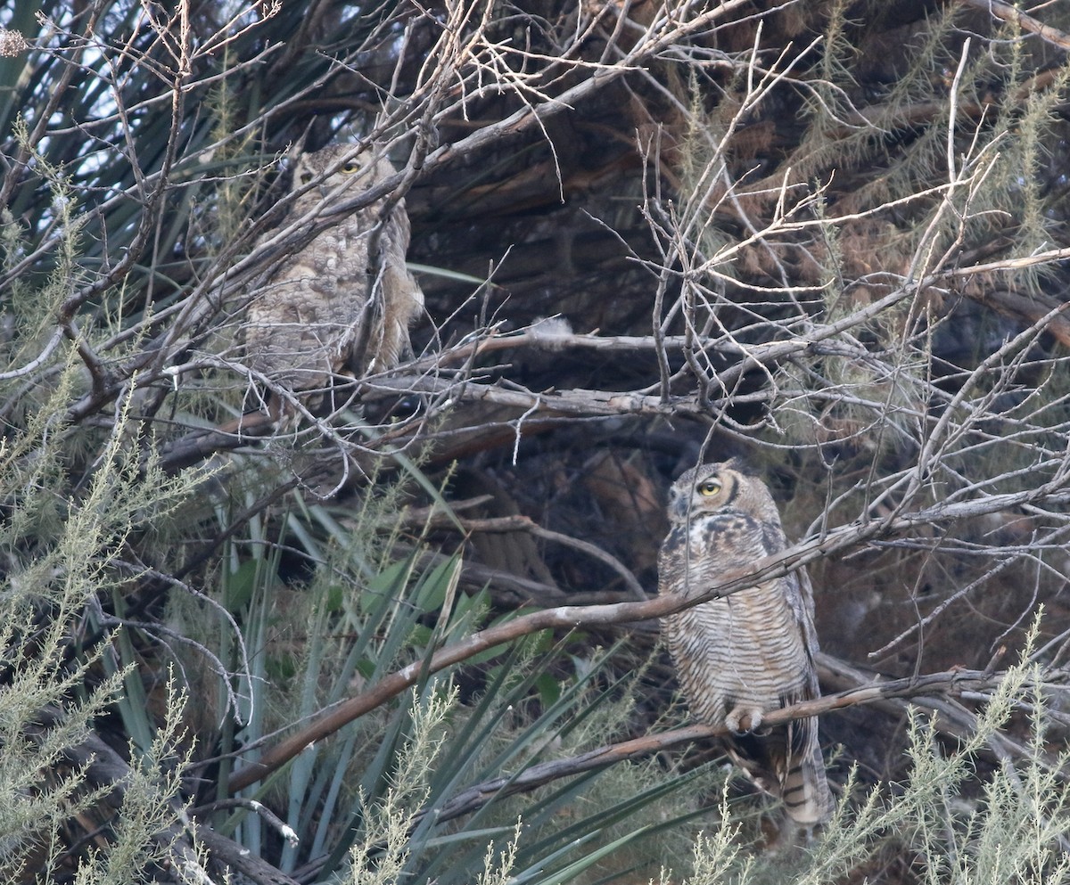 Great Horned Owl - ML601724131