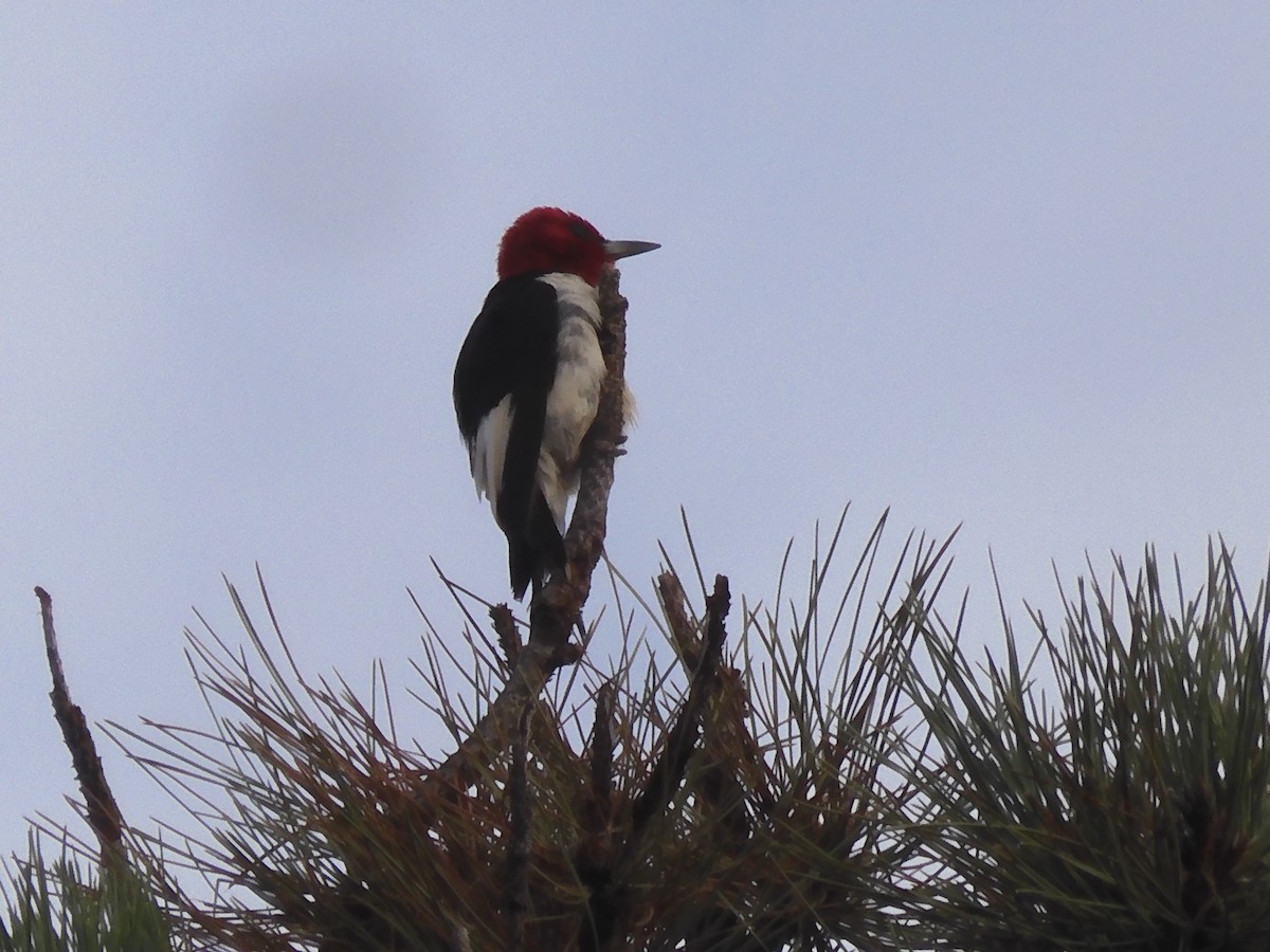 Red-headed Woodpecker - ML601725771