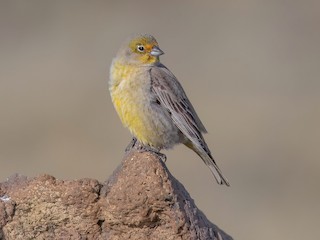  - Patagonian Yellow-Finch