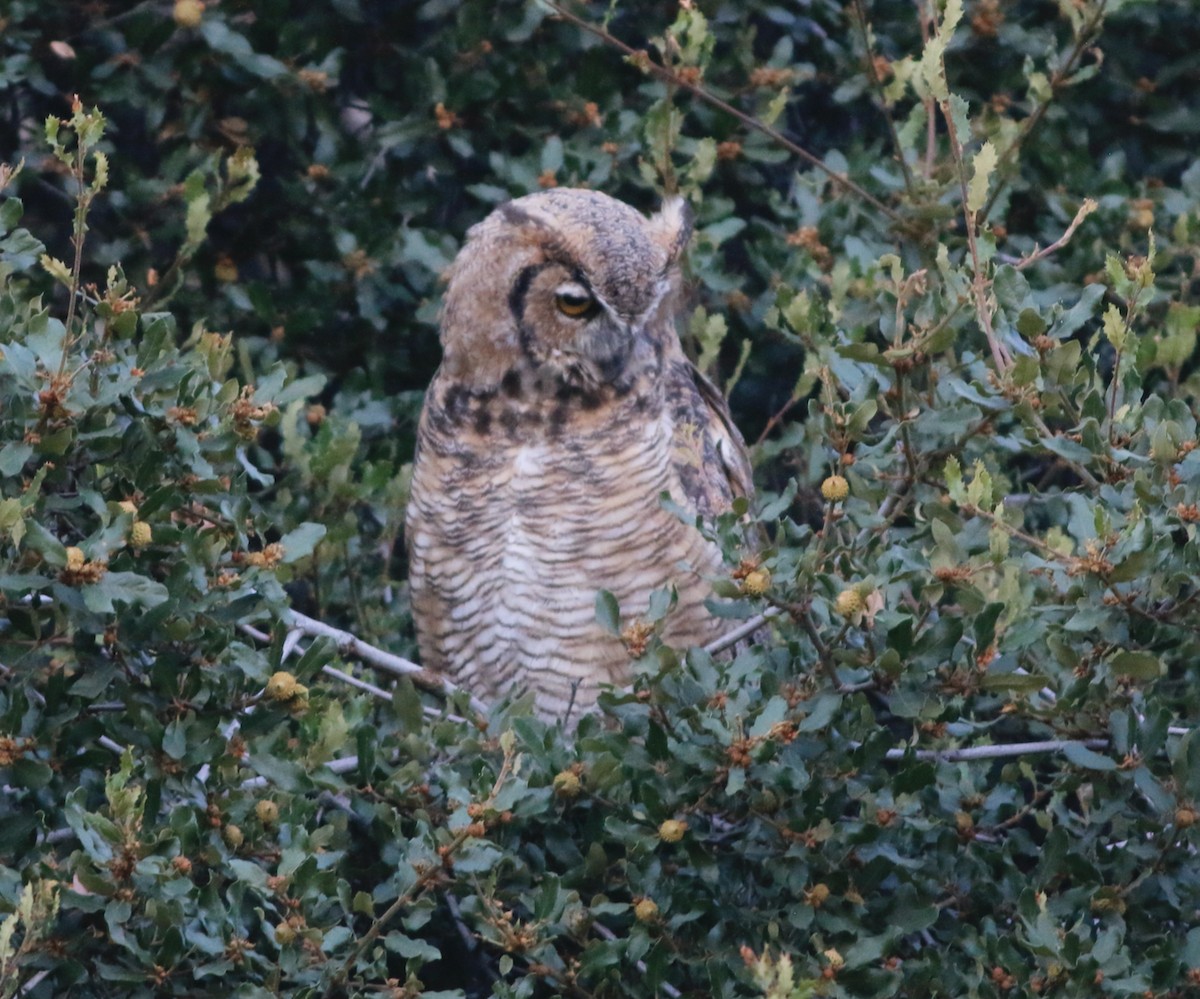 Great Horned Owl - ML601729301