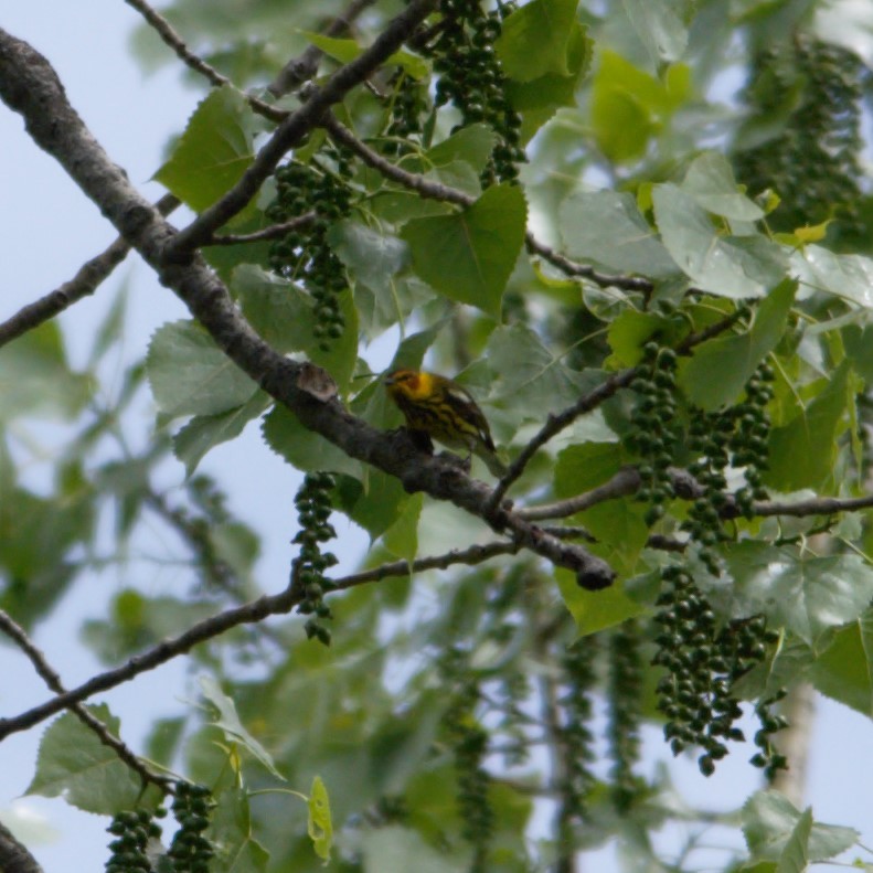 Cape May Warbler - ML601729741