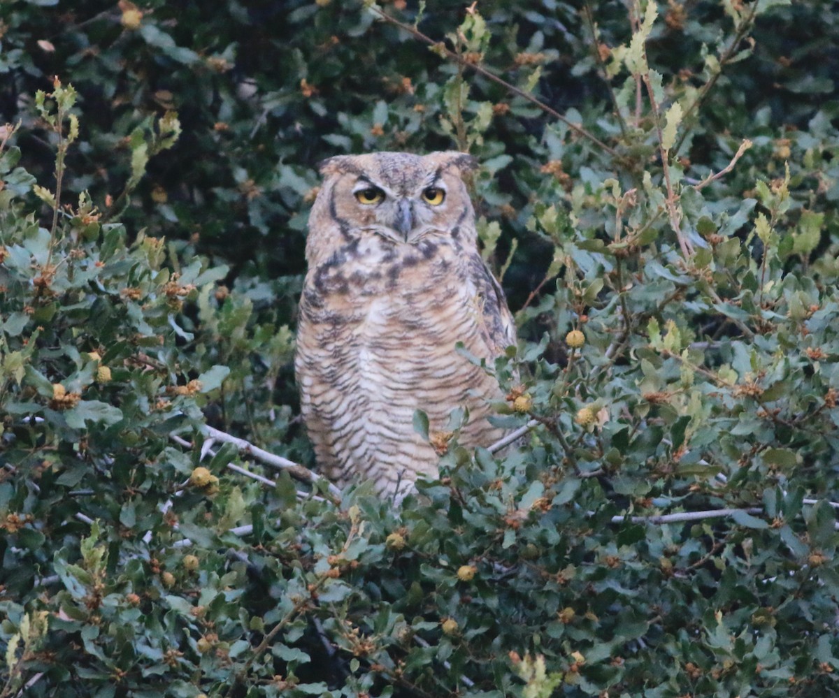 Great Horned Owl - ML601730861
