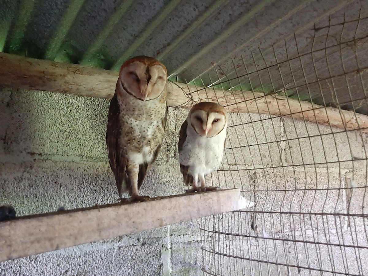 Barn Owl (Galapagos) - ML601732131