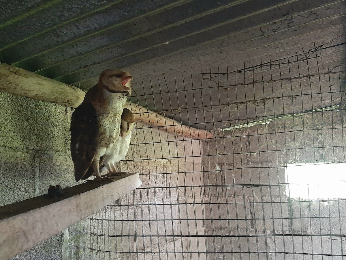 Barn Owl (Galapagos) - ML601732141