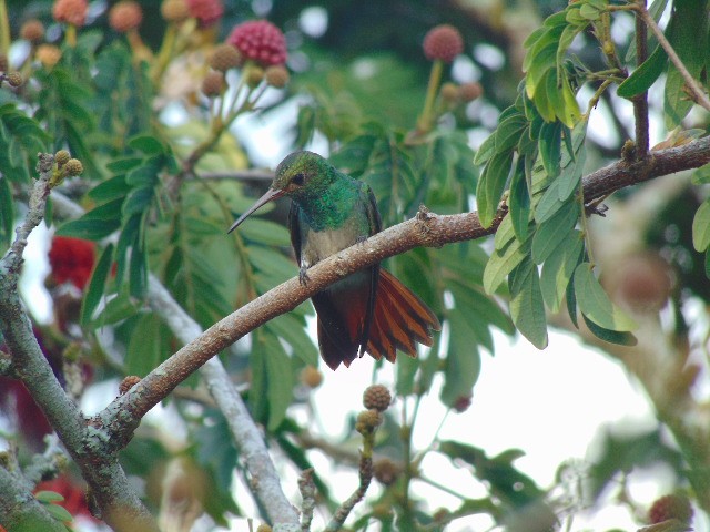 Rufous-tailed Hummingbird - ML601732401