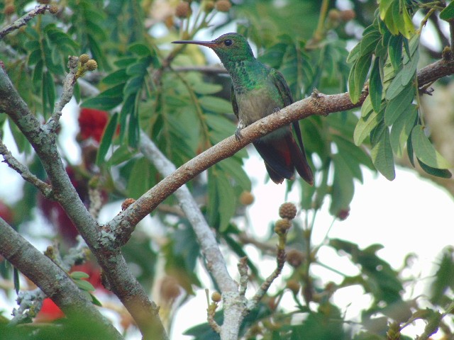 Rufous-tailed Hummingbird - ML601732461