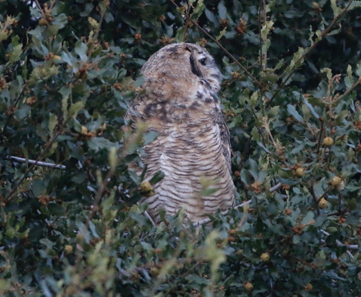 Great Horned Owl - ML601733011