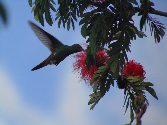 Rufous-tailed Hummingbird - ML601733571