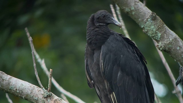 Black Vulture - ML601734961