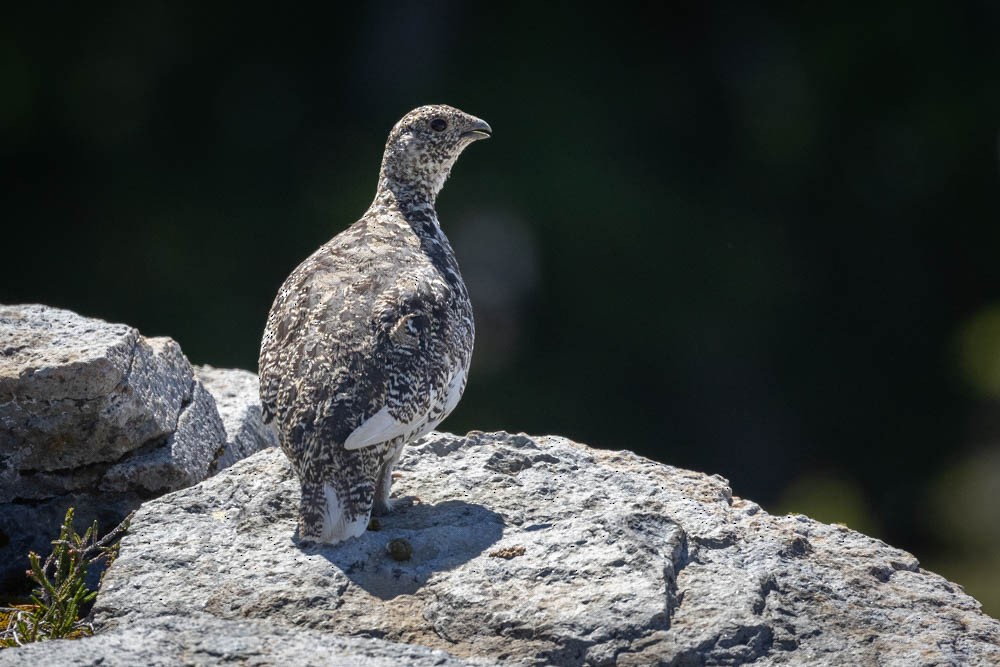 White-tailed Ptarmigan - Skip Russell