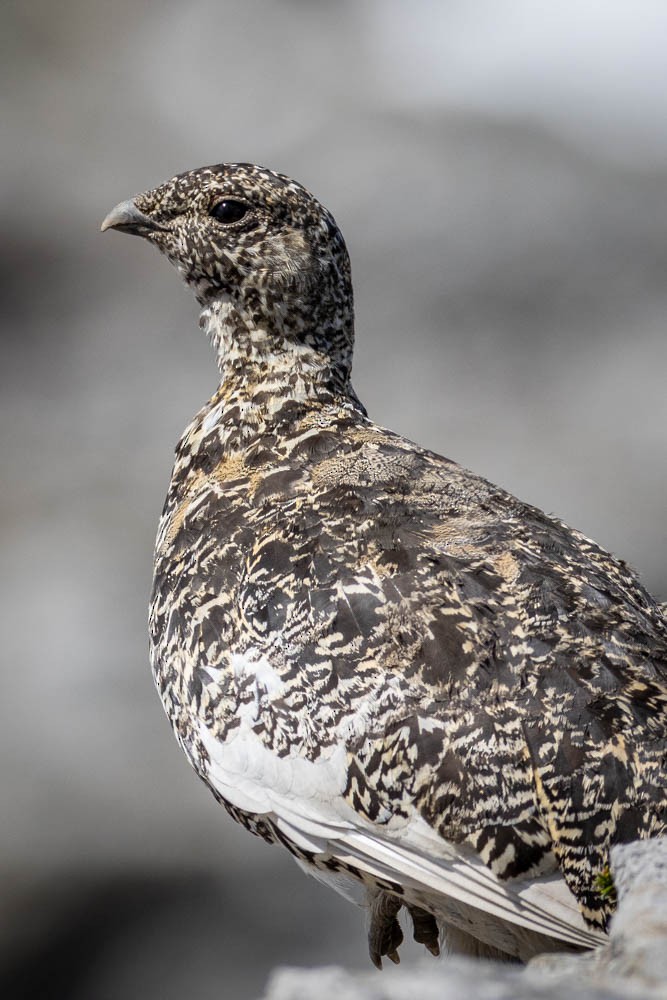 White-tailed Ptarmigan - Skip Russell