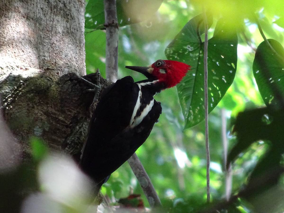 Crimson-crested Woodpecker - Emanuel Serech