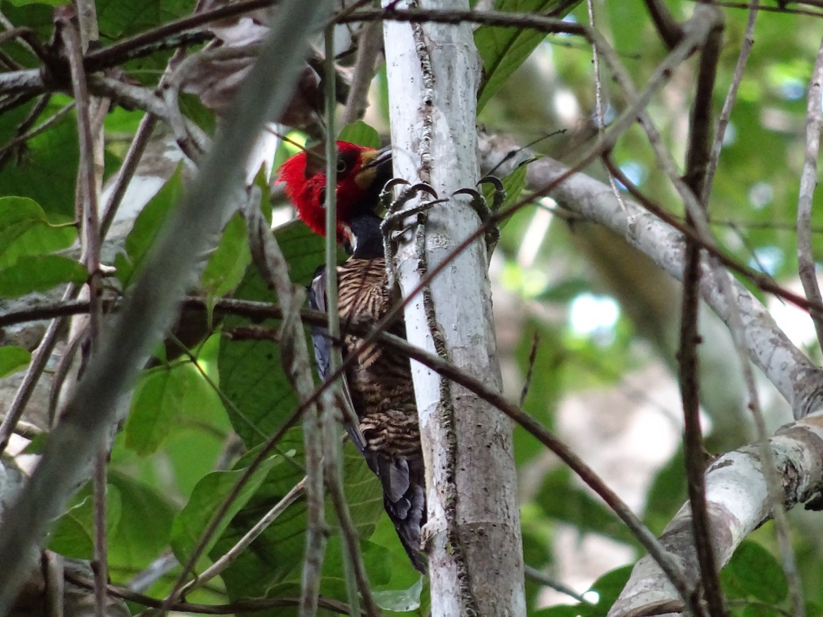 Crimson-crested Woodpecker - ML601736841