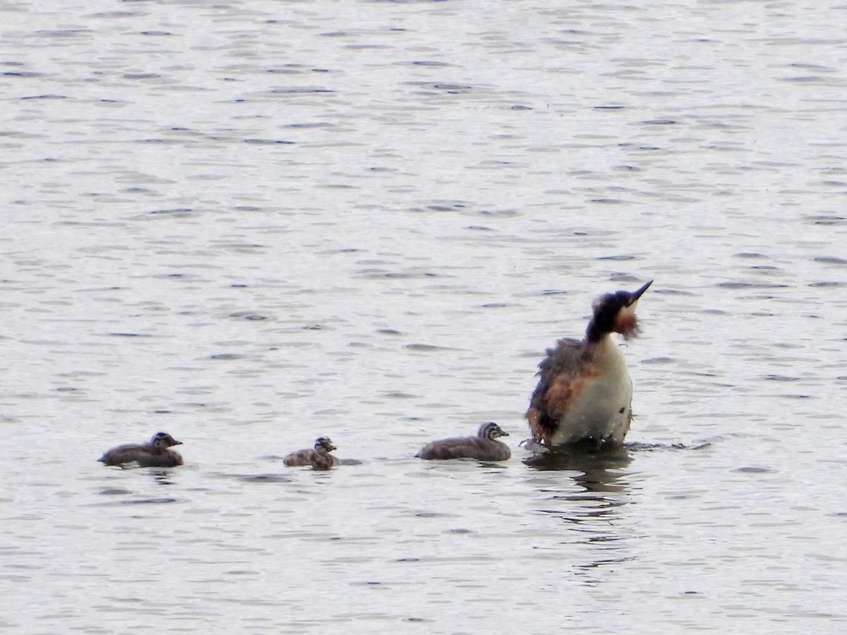 Great Crested Grebe - ML601737751