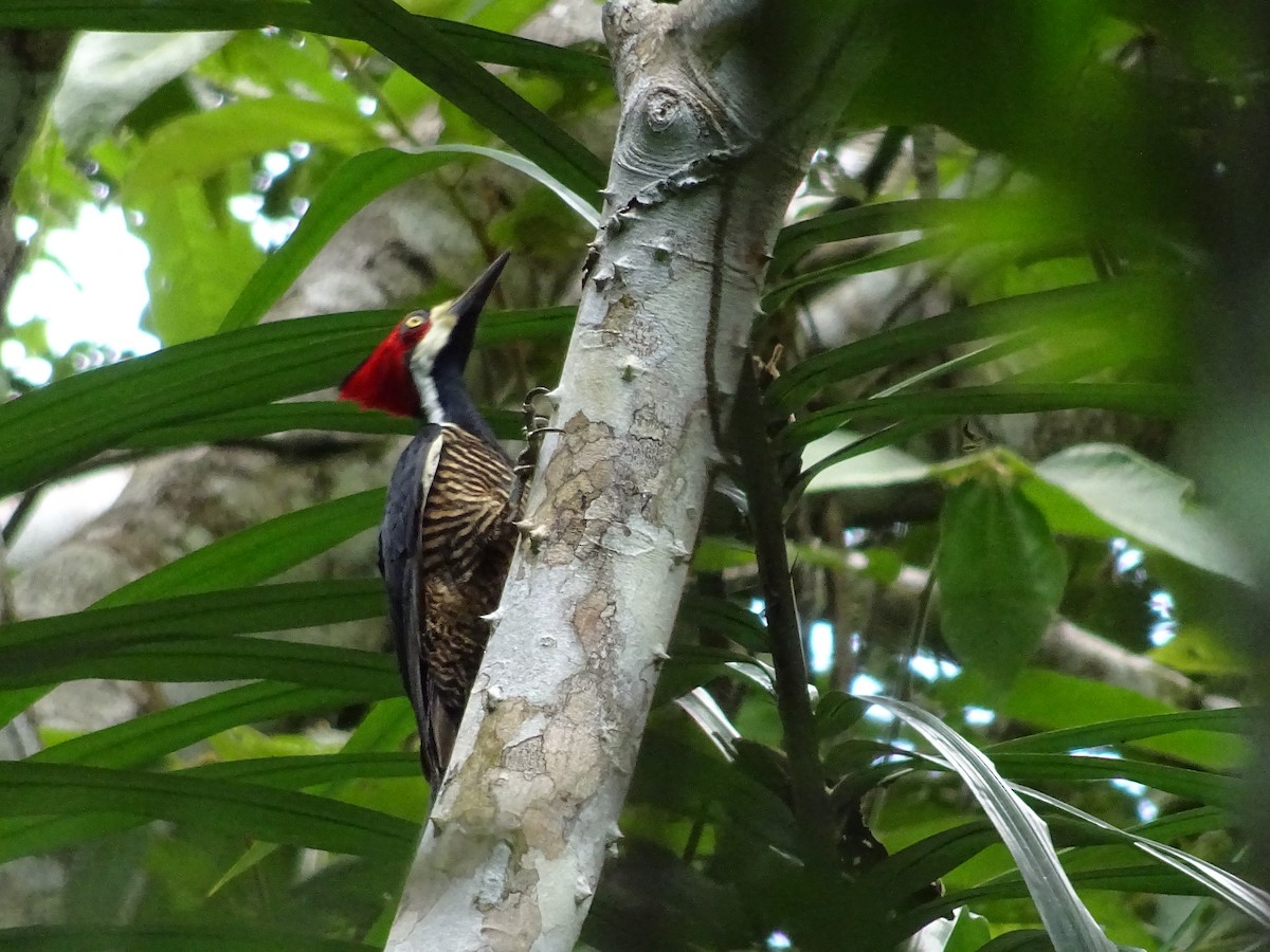 Crimson-crested Woodpecker - ML601740891