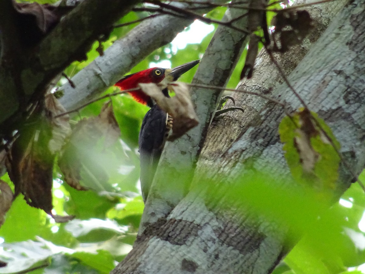 Crimson-crested Woodpecker - ML601740901