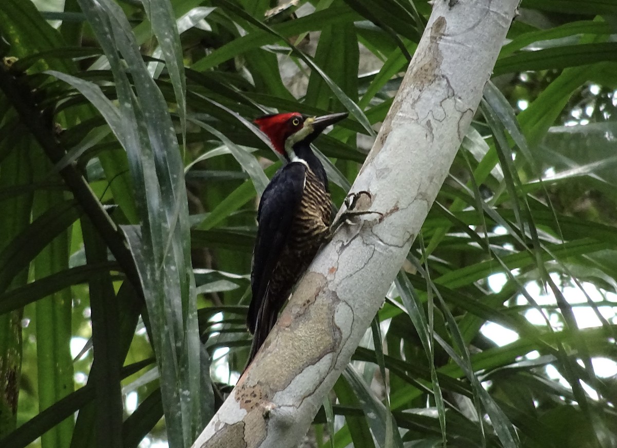 Crimson-crested Woodpecker - ML601740991