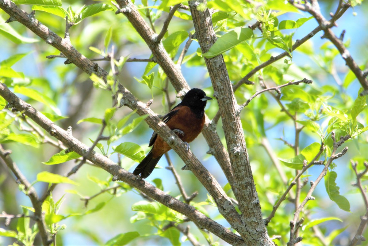 Orchard Oriole - ML601741931