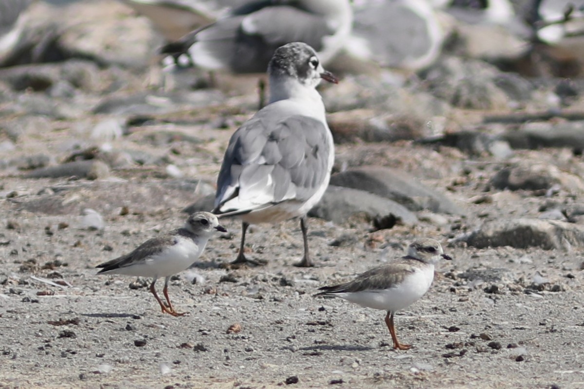 Piping Plover - ML601743241