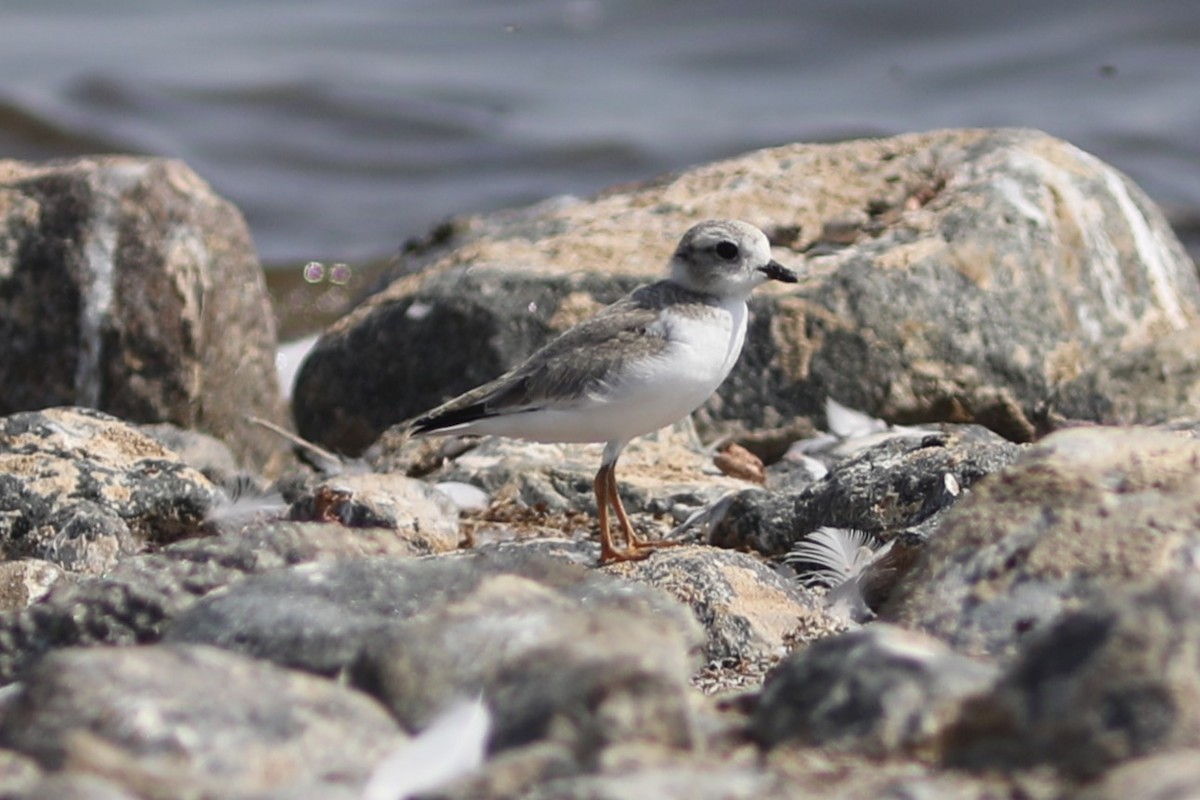 Piping Plover - ML601743251