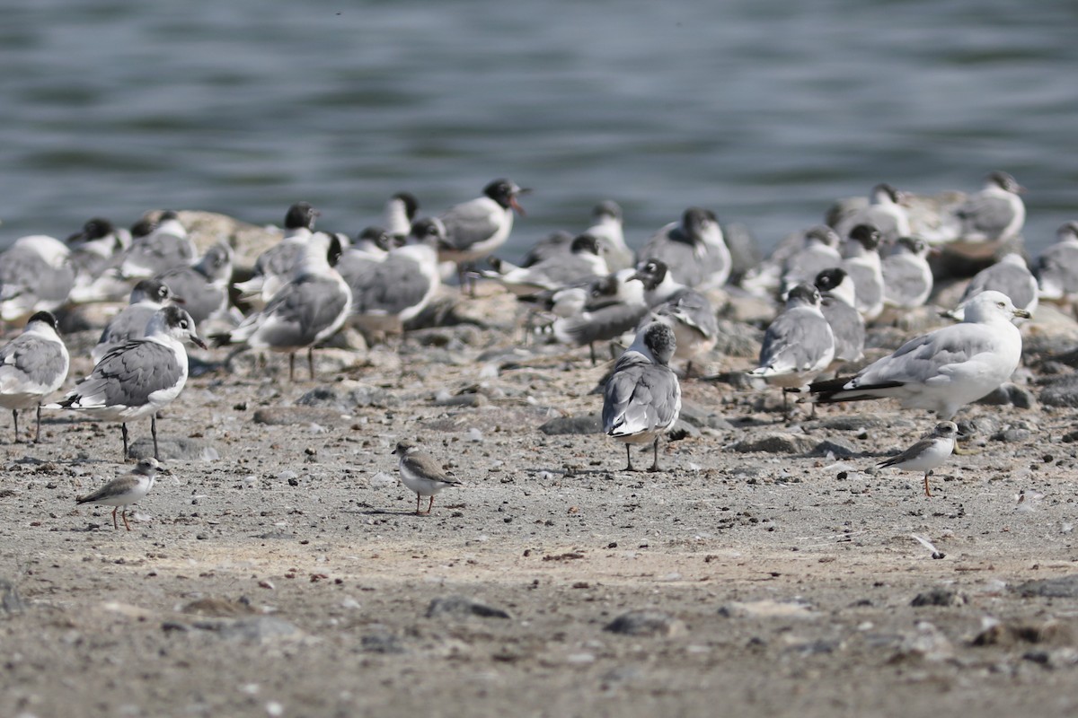 Piping Plover - ML601743261