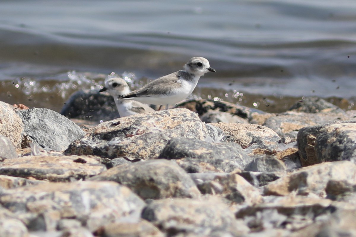 Piping Plover - ML601743271