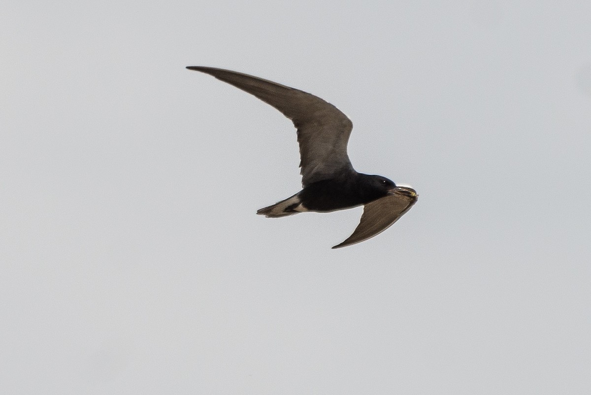 Black Tern - Darren Kirby