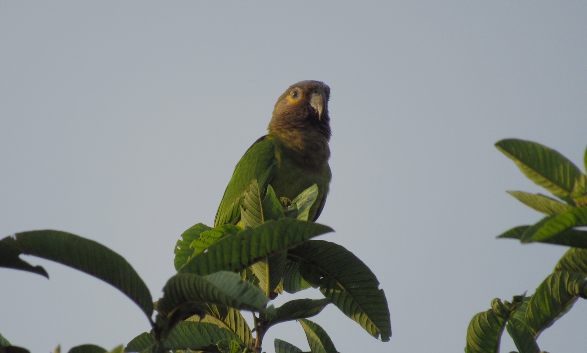 Brown-throated Parakeet - ML601751431