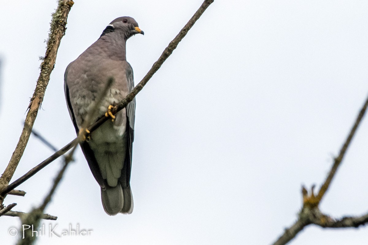Band-tailed Pigeon - ML60175151