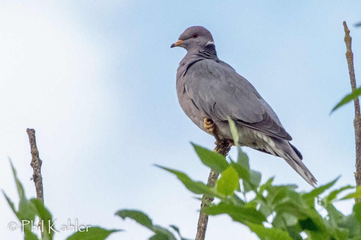 Band-tailed Pigeon - ML60175171
