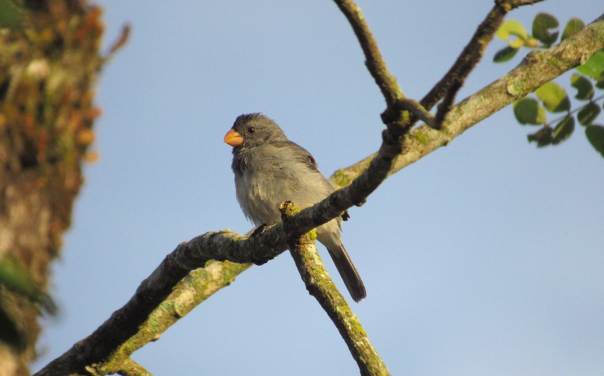 Gray Seedeater - ML601752191