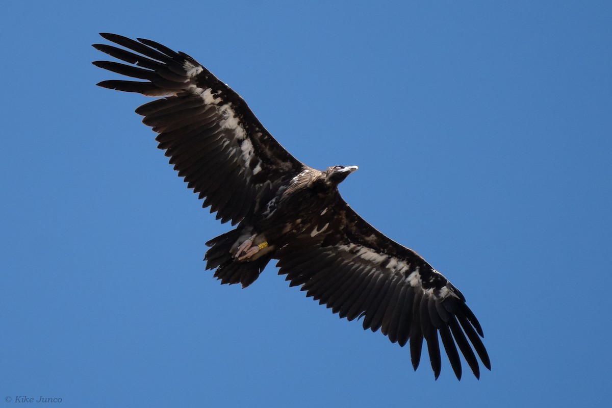 Cinereous Vulture - ML601757271