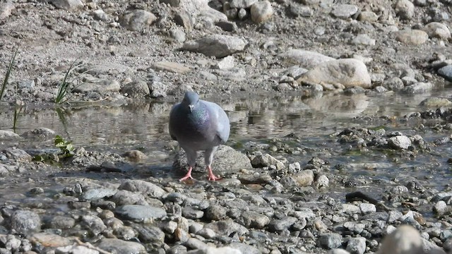 Pigeon des rochers - ML601762261