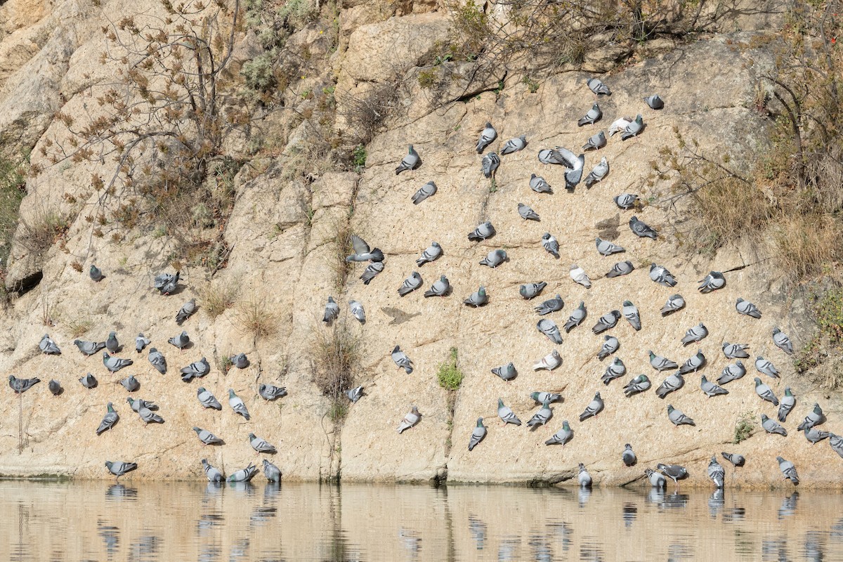 Rock Pigeon (Feral Pigeon) - Carsten Sekula